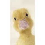 The Duck Support Group