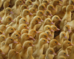The ducks :p