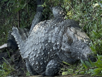 The gator gamers 2.0