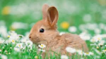 White Rose Bunnies