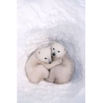polar bearz Team