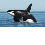 save orcas