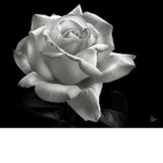 |The White Rose |