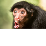 Monkey-Studios!