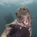 Seal Team 8ᅠᅠᅠᅠᅠ