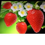 StrawberryCreamCrew!