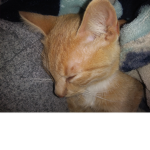 Simba the great