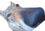 Survivors/funny dog
