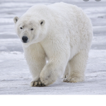 The polar bear team