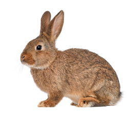 Bunny's avatar maker
