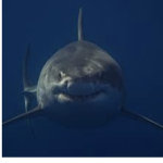 The_epik_sharks