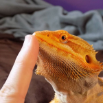lizards are best