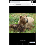 Grizzly Bear army