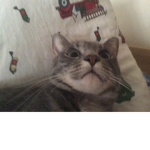 Lazy cat cult