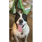 cave into the dog world