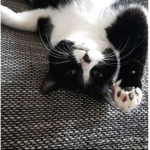 group Tuxedo220nowOOF