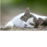 Cats are THE best fan group
