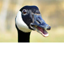 Goose Hangout!