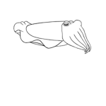 Corner Brook Cuttlefish