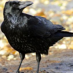 deathbycrow