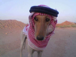 نائب عصابة بابلو