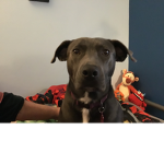 DoggieWorks