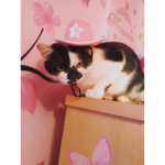 TeamCats12