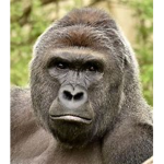 The Offical Gorilla Group