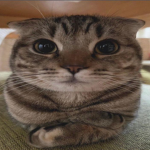 /cxx