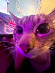 kitty . gang