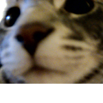 CATS ONLY!!!!!!!!!!!!!!!!!!!!!!