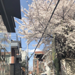 Morning_walks