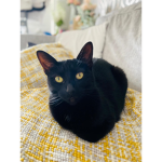 Cats United (NEW)
