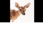 Deer hotel
