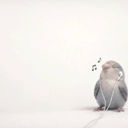 Cute Music Bird Kawaii Soft Funny Meme Background