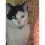 Gato gato:)