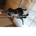 THE BEAST = MY DOG