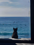 CATS XOXO KITTYS