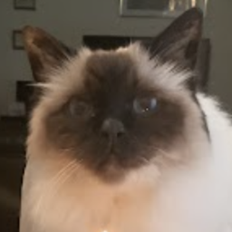 Birman Obby! 🐈
