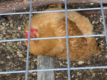 Chickenbanan group