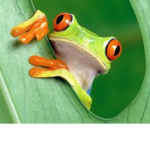 Froggy's lair