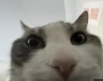 Silly-Cat Studios