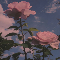❀ғɪʀᴇ ғʟᴏᴡᴇʀ ɢᴀᴍᴇ!❀
