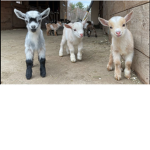 Baby goats123456