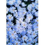 It's blue