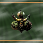 TL - XIV | ᅠDeath Guard