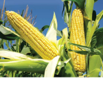 CornGang