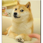 All dogs group