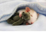#RATSSSSSQUAD