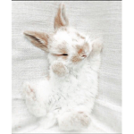 (Emmas Bunnies)